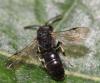 Hylaeus sinuatus